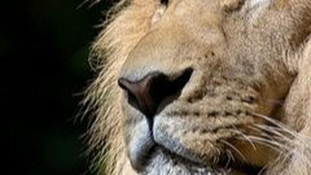 16. Singa