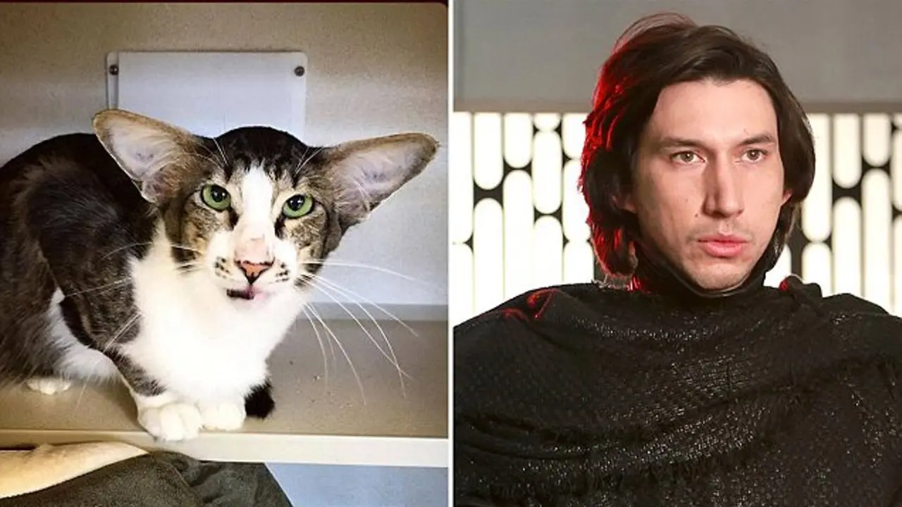 Kembar! Kucing Ini Mirip Kylo Ren di Star Wars: The Force Awakens