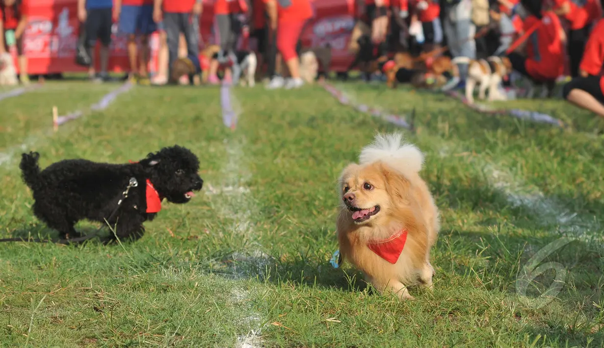 Dua ekor anjing saat mengikuti acara Purina Alpo Dog Run 2015 di Lapangan Parkir Timur Senayan, Jakarta, Minggu (24/5/2015). Acara tersebut dimanfaatkan para pemilik anjing untuk berbagi informasi. (Liputan6.com/Herman Zakharia)