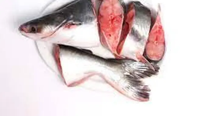 Trik Menghilangkan Aroma Lumpur pada Ikan Patin dengan Bahan Sederhana