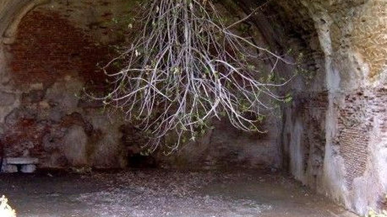 Reruntuhan Kuno Baiae Tempat Tumbuhnya Pohon Ara Terbalik