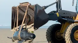 Petugas menggunakan alat berat untuk mengevakuasi paus pilot di Pantai Calais, Prancis, Senin (2/11). Enam dari 10 paus ditemukan sudah mati terdampar di pantai, sedangkan empat paus berhasil diselamatkan dan dikembalikan ke laut. (AFP/ Denis Charlet)