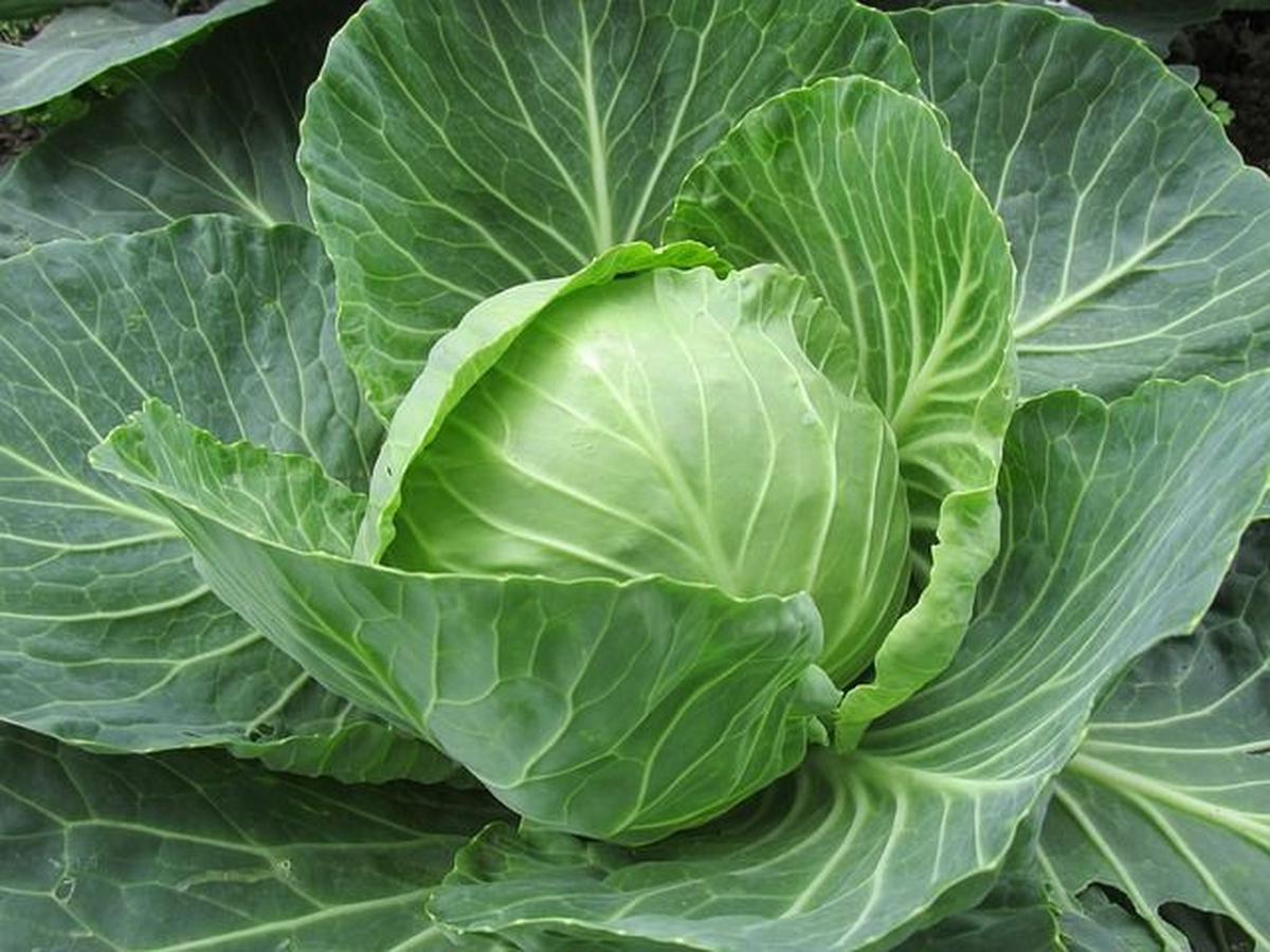 Tips Konsumsi Sayur Kol
