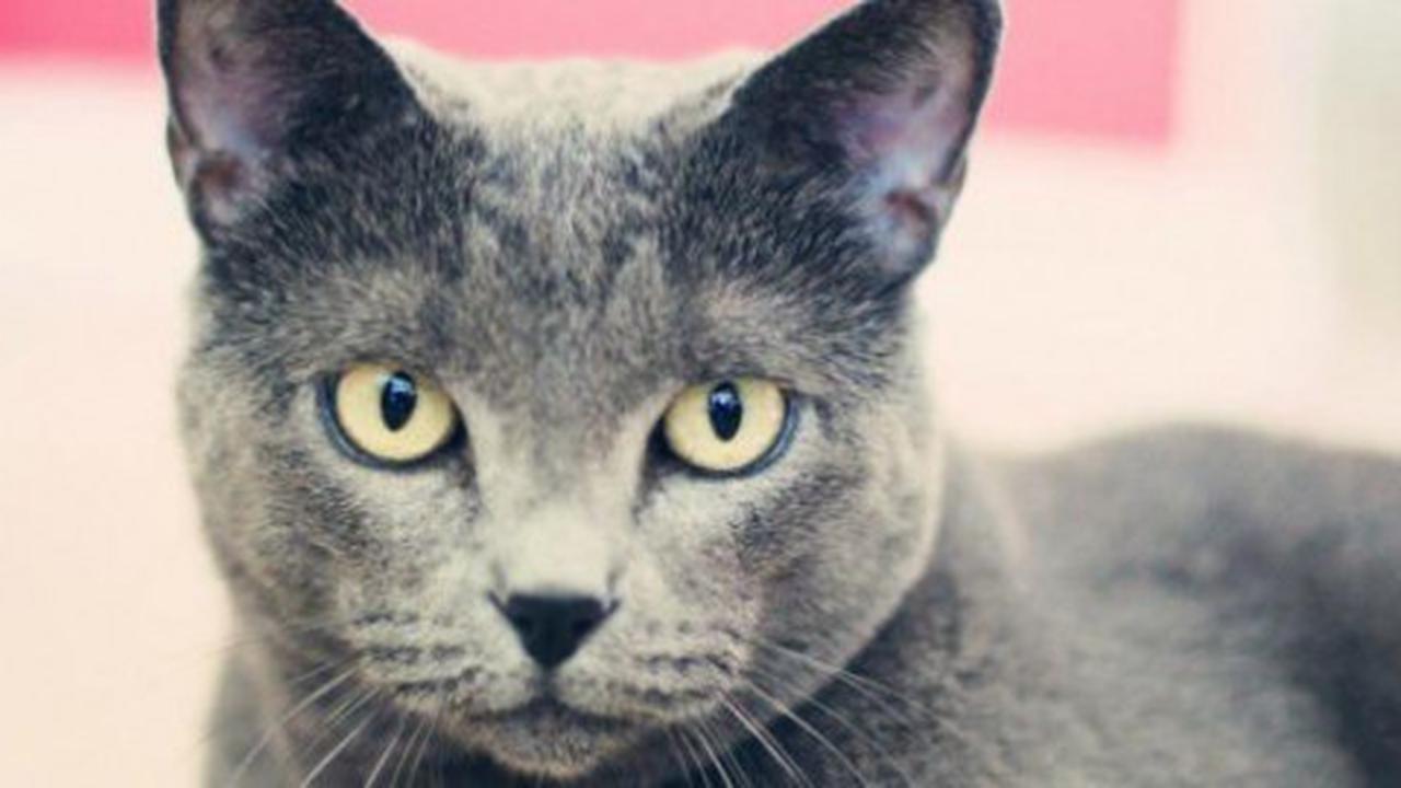 Russian Blue