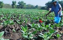 Genjot Hasil Panen, Petani Harap Pemerintah Segera Sederhanakan Aturan