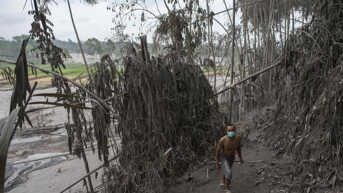 Seorang warga memeriksa lahan pertanian yang terdampak letusan Gunung Semeru di Lumajang, Provinsi Jawa Timur (3/12/2020). (AFP/Juni Kriswanto)