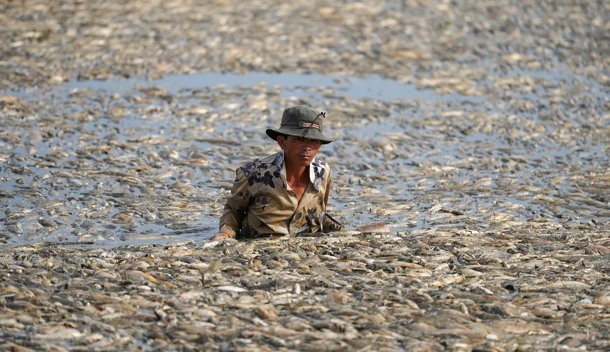 Air waduk seluas 300 hectare tersebut hampir tidak terlihat, tertutup ikan-ikan yang mati. (STR / AFP)