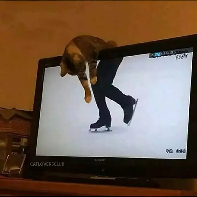 8 Potret Kocak Kucing di Depan TV, Ada yang Tirukan Pose Kartun