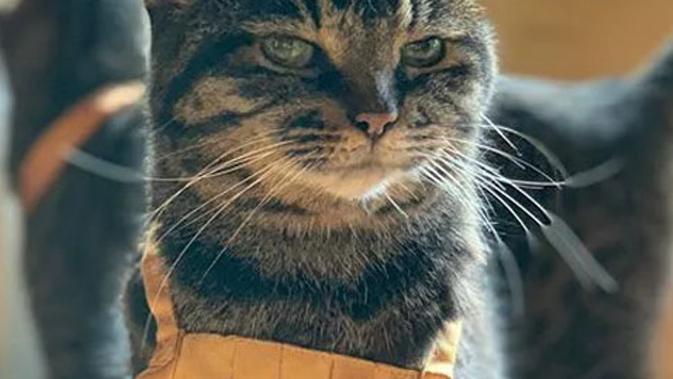 Cokelat Dan Ikan Mentah 6 Makanan Ini Tak Boleh Diberikan Ke Kucing Global Liputan6 Com