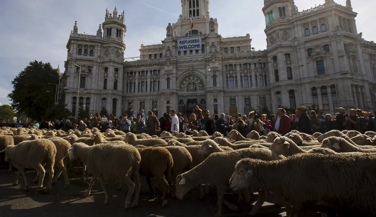 Penggembala berjalan bersama sekitar 2000 domba melewati pusat kota Madrid saat parade tahunan, Spanyol, Minggu (25/10). Para penggembala itu berdemonstrasi menentang perluasan wilayah perkotaan dan praktik-praktik pertanian modern. (REUTERS/Sergio Perez)