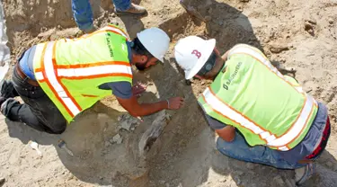 Peneliti menggali fosil dinosaurus triceratops yang ditemukan oleh pekerja konstruksi di Kota Thornton, Colorado, (28/08). Menurut Denver Museum of Nature and Science tiga tengkorak triceratops berusia 66 juta tahun. (Lisa Watson / via AP)