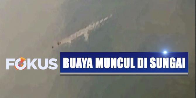 3 Ekor Buaya Kerap Muncul di Sungai Bengawan Solo