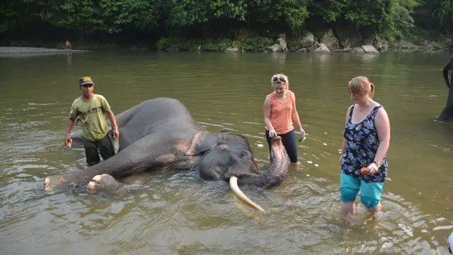Wisatawan mandikan gajah