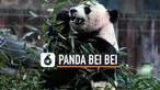 Panda raksasa, Bei Bei, akan pulang kampung ke China. Ini berdasarkan kesepakatan antara kebun binatang Washington dengan China. Panda yang sudah berusia 4 tahun akan dikembalikan ke China.