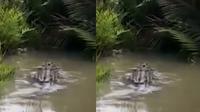 Video kemunculan buaya di Sungai Ratik, Desa Sungai Bekau, Kumai, Kotawaringin Barat, Kalteng, membuat geger jagat maya. (Liputan6.com/ Istimewa)