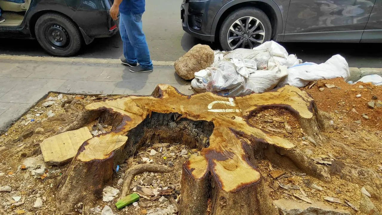 Bekas pohon-pohon besar yang ditebang di kawasan trotoar Cikini, Jakarta Pusat.