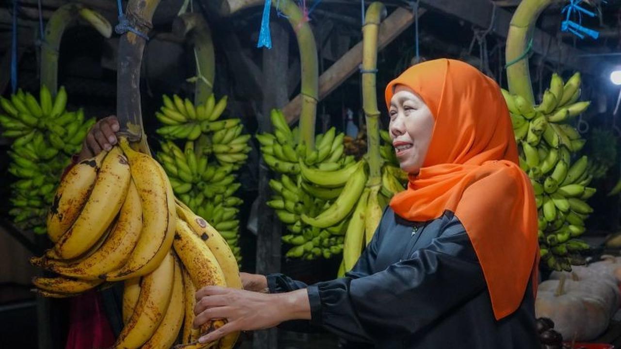 Fakta Unik Pisang Agung Lumajang: Gubernur Khofifah Borong Buah Khas Hingga 30 Cm Ini di Pasar Ranuyoso
