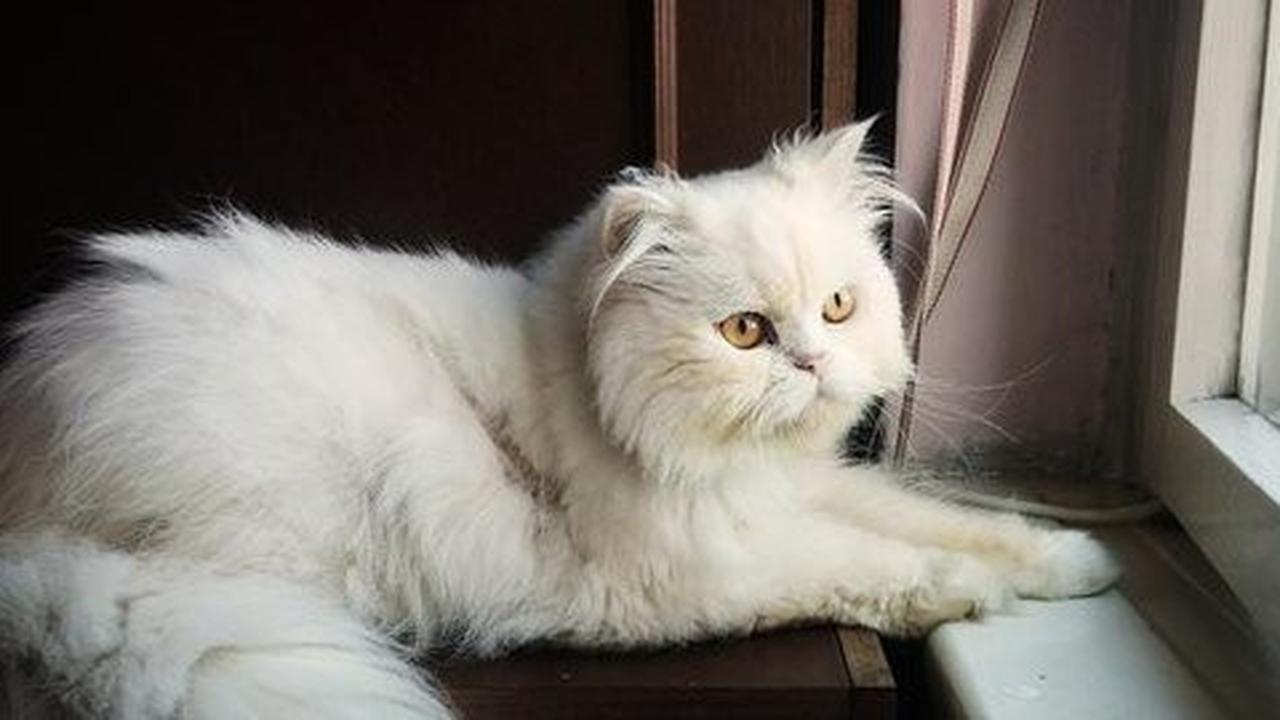 Kenapa kucing suka minum banyak air?