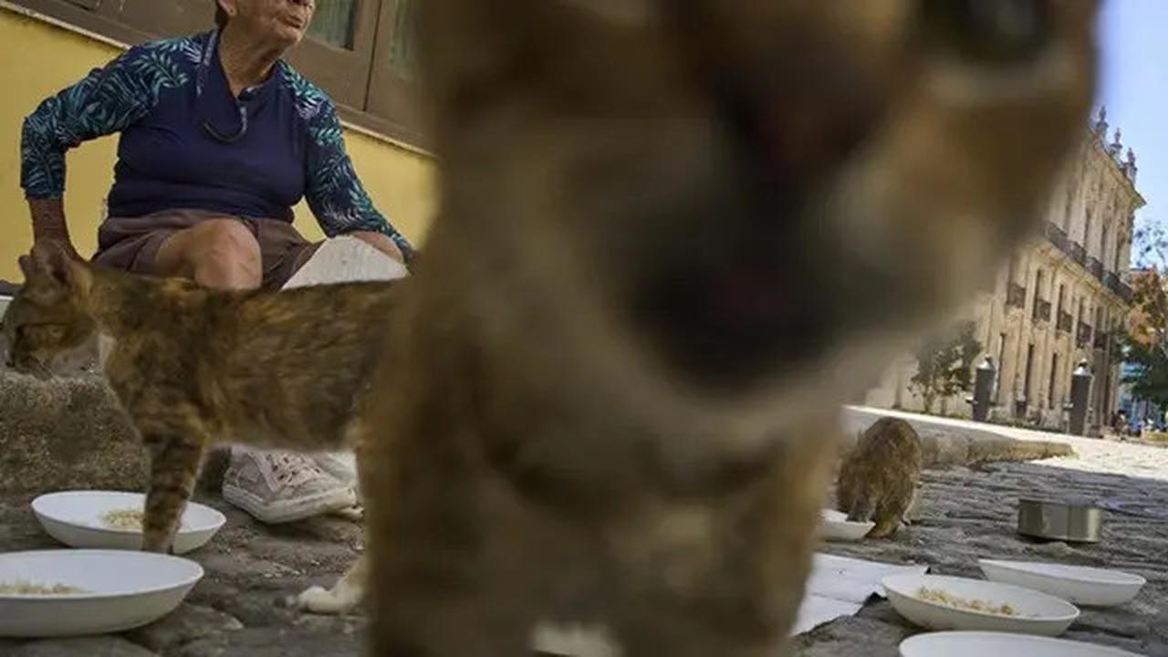 Krisis di Kuba Bikin Pecinta Hewan Kesulitan Penuhi Pakan Kucing dan Anjing Jalanan