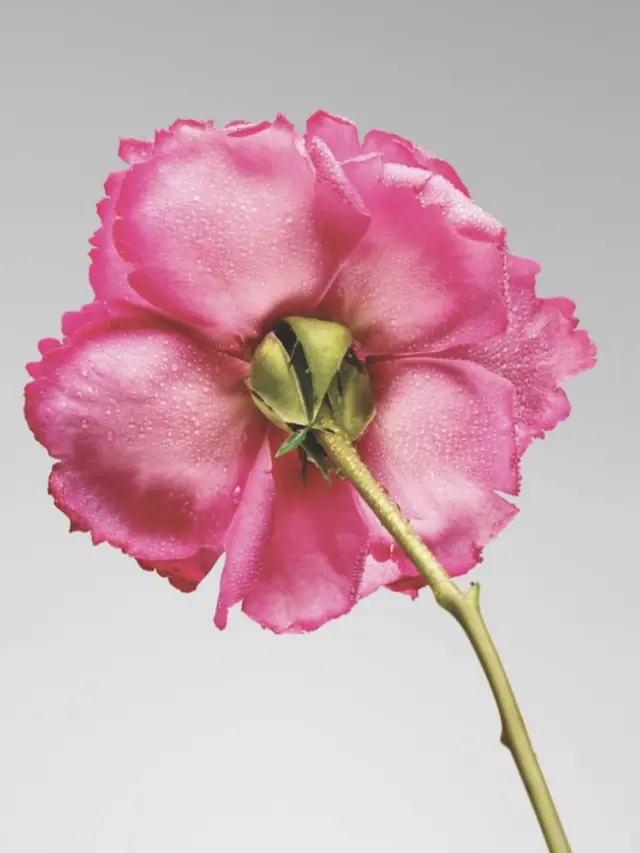 Fresh Rose Deep Hydration Balancing Emulsion