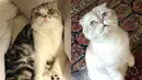 Jadi, antara Meredith dan Olivia, kucing Taylor Swift mana yang jadi favoritmu? (instagram/taylorswift)
