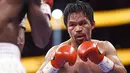 Manny Pacquiao - Petinju asal Filipina ini memutuskan gantung sarung tinju tidak lama setelah menelan kekalahan dari petinju Kuba, Yordenis Ugas. Pacman yang telah bertinju selama 26 tahun sejak 1995 itu telah membukukan 12 gelar juara bergengsi tinju profesional. (AFP/Patrick T Fallon)