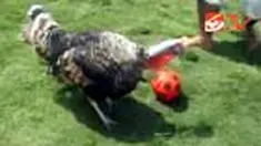 Demam Piala Dunia ternyata tidak dirasakan oleh para manusia saja, di Magelang, Jawa Tengah, Jum'at (9/7), seekor ayam kalkun juga lihai bermain bola. 