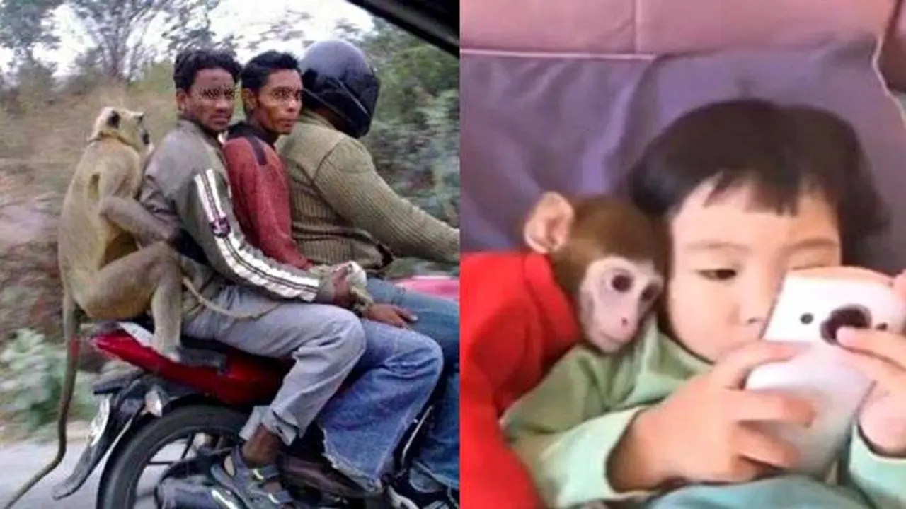 7 Potret Kocak Monyet Main Bareng Manusia, Ada yang Suka Jalan-jalan