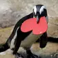 Seekor penguin membawa sarang berbentuk hati dari para ahli biologi di Akademi Ilmu Pengetahuan California yang terletak di San Francisco, Selasa (13/2). Kado itu sebagai bentuk perayaan hari Valentine atau kasih sayang. (AP Photo/Marcio Jose Sanchez)