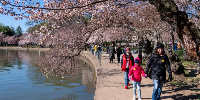 Washington Sambut Festival Bunga Sakura Nasional 2023