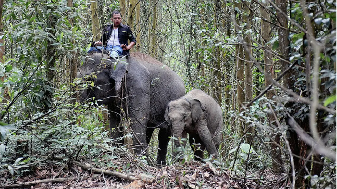 Aksi Gajah Jinak Selamatkan Anak Gajah Liar Yang Terpisah Dari Induknya