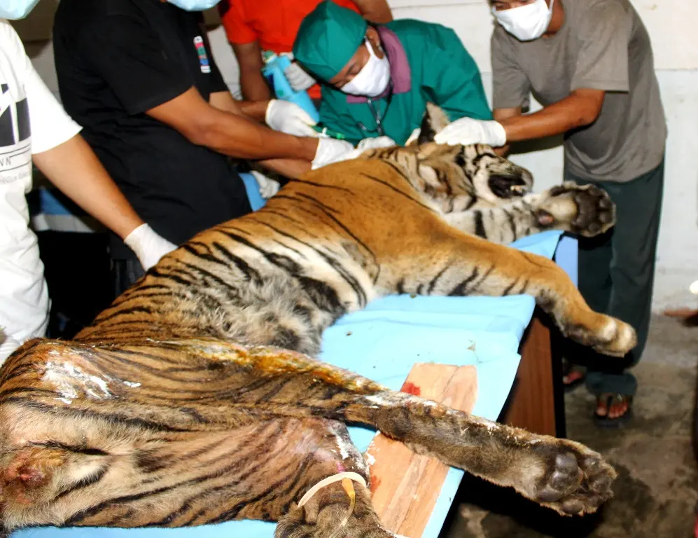 Kepercayaan membunuh harimau sumatera akan dibalas dengan dibunuh,  catatan kasus manusia dibunuh harimau di wilayah Kabupaten Seluma, Kepahiang dan Bengkulu Tengah akibat manusia membunuh anak harimau (Liputan6.com/Yuliardi Hardjo)