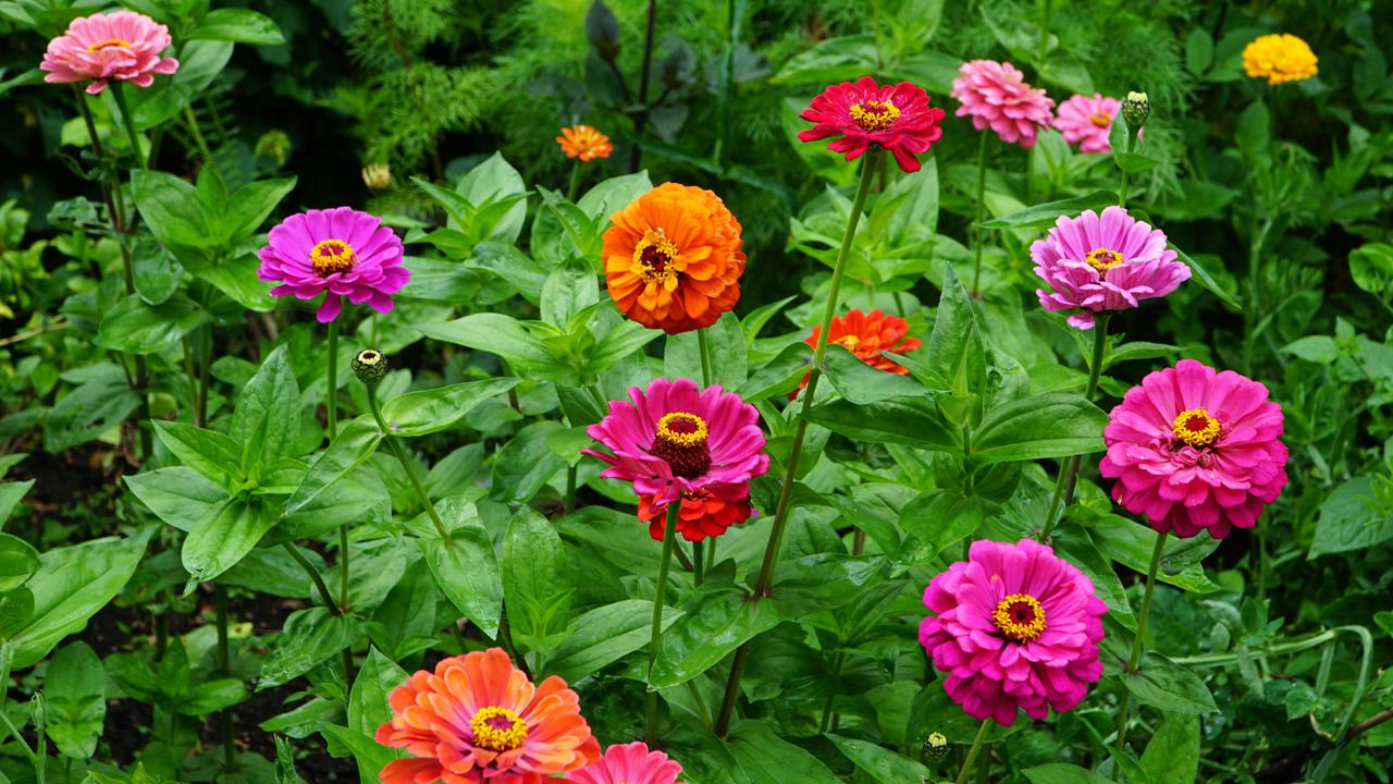 Zinnia