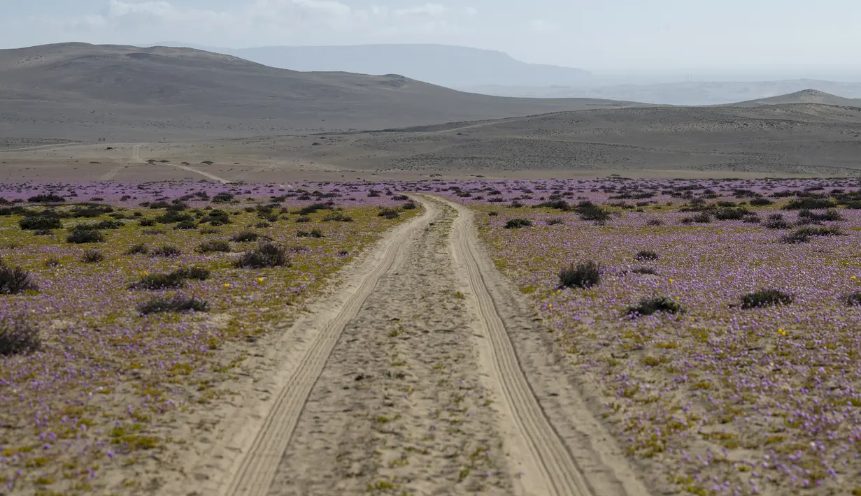 Bunga-bunga bermekaran di gurun Atacama, sekitar 600 km sebelah utara Santiago, Chile, Rabu (13/10/2021). Atacama adalah, salah satu gurun pasir paling terkenal di dunia dan dikenal sebagai tempat yang jarang sekali mengalami hujan. (MARTIN BERNETTI/AFP)
