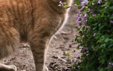 Kucing Hamil Berapa Bulan? Berikut Penjelasan Lengkapnya