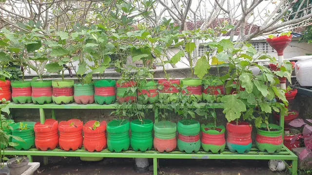 Dari Gang Sempit Jadi Kebun Sayur, Kelompok Tani Timoho Ngeremboko Rasakan Manfaat BRInita