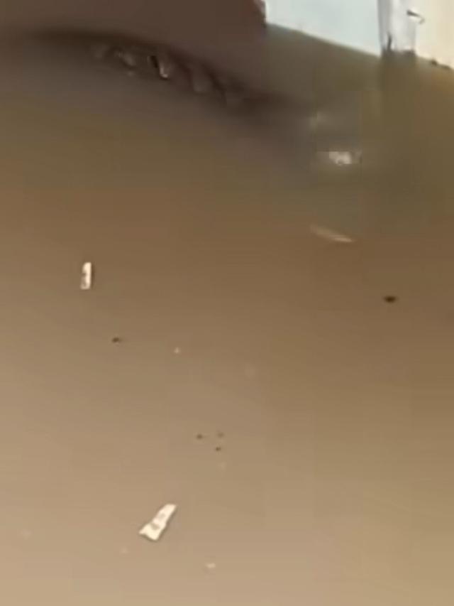 Penampakan Ular Piton Saat Banjir