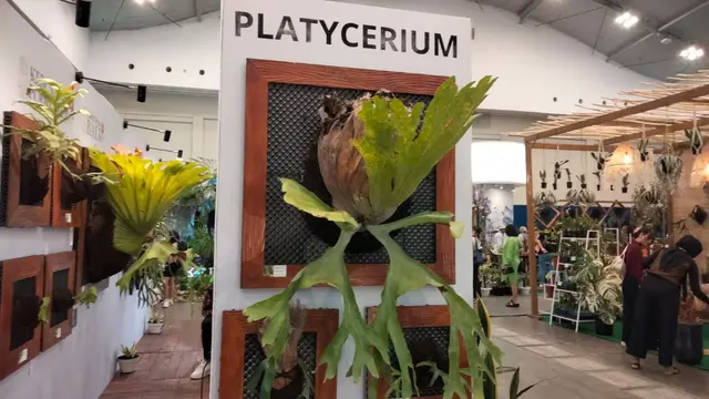 Tanaman hias di Floriculture Indonesia International Expo 2023