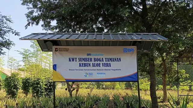 KWT Sumber Boga Tamanan Tumbuh Bersama Dukungan BRI, Perempuan Sleman Berdaya Sukses Budidayakan Lidah Buaya