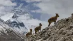 Kawanan domba biru terlihat di Cagar Alam Nasional Gunung Qomolangma di Daerah Otonom Tibet, China barat daya, pada 29 April 2020. (Xinhua/Purbu Zhaxi)