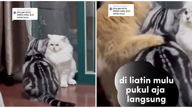 6 Potret Aksi Lucu Kucing Jantan Bertemu Si Betina, Penuh Keyakinan Meski Sulit