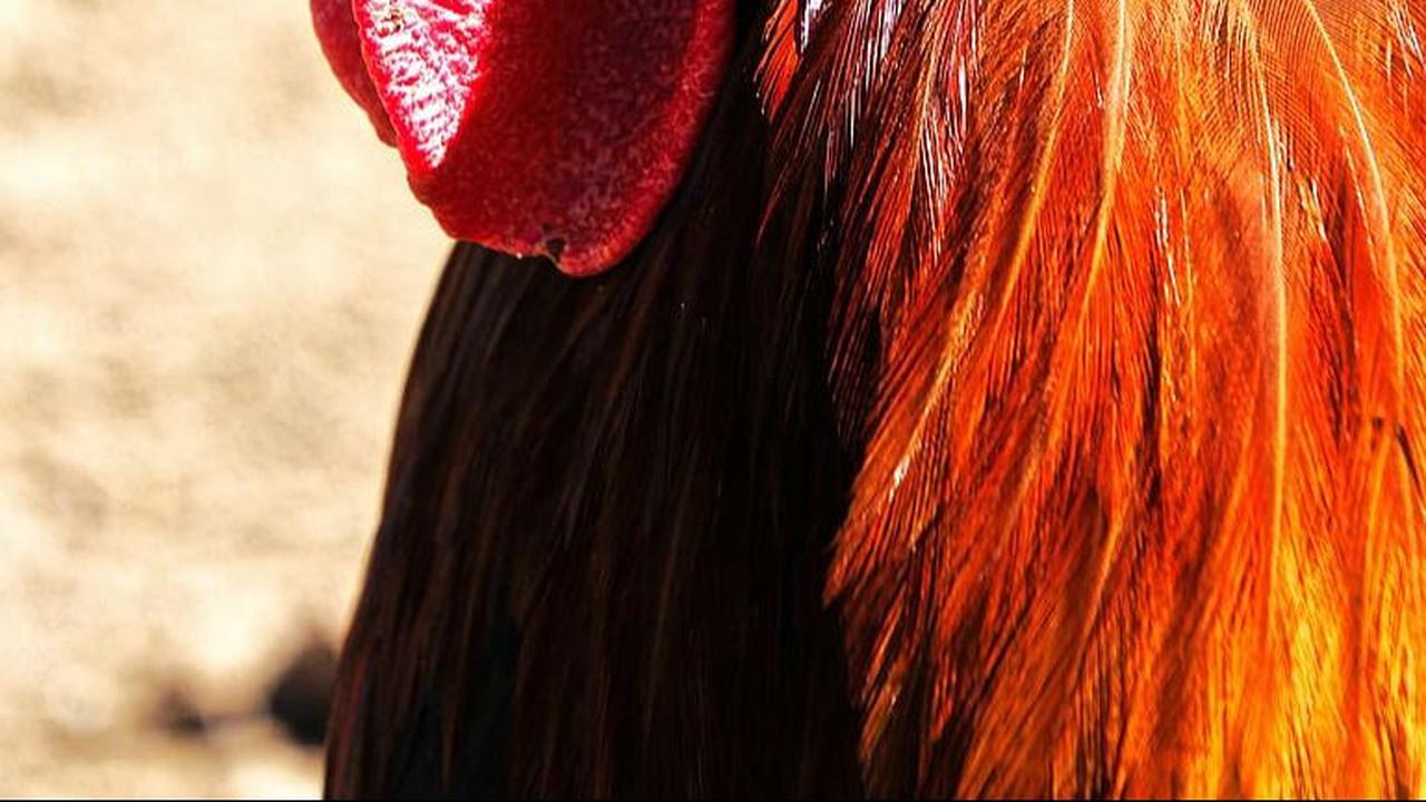 Jenis Ayam Aduan Paling Mematikan dan Populer, Kenali Cirinya