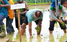 Pemprov Papua Targetkan Cetak Sawah 18 Ribu Hektare, Perkuat Ketahanan Pangan Daerah