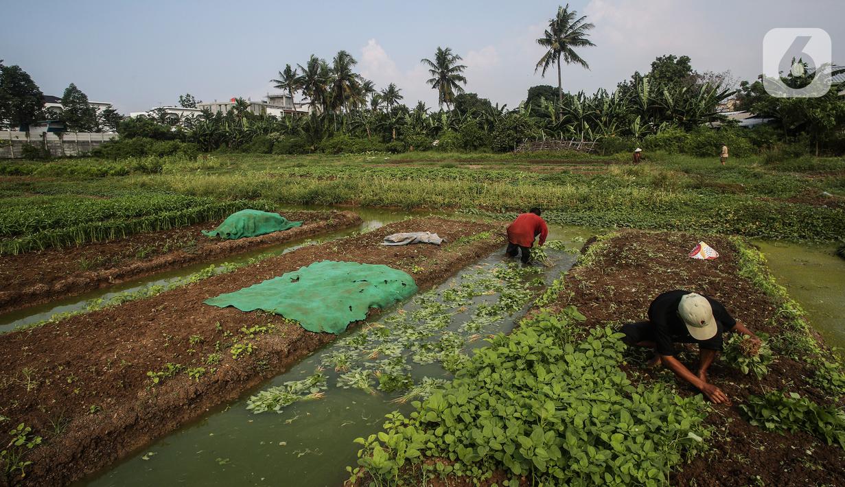 FOTO: Memanfaatkan Lahan untuk Berkebun Kala Pandemi Corona ...