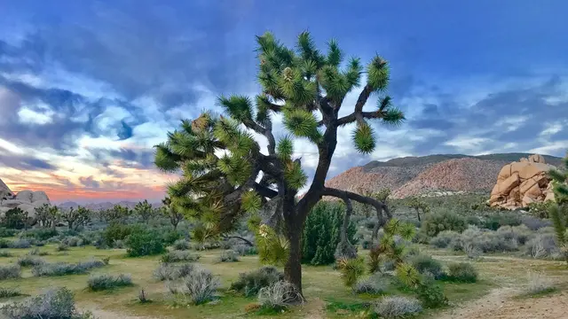Joshua Tree National Park