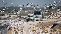 Sejumlah pelikan terbang ketika truk pembawa ikan melintas dekat waduk Mishmar HaSharon di Israel, Rabu (18/10). Ribuan pelikan mampir ke Israel saat perjalanan dari Eropa menuju Afrika untuk beradaptasi selama musim dingin. (AP/Ariel Schalit)