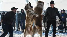 Dua pria melihat anjing Alabay miliknya saat bertarung di Kota Bishkek, Kyrgyzstan (18/11). Sekitar 23 pemilik membawa anjing mereka untuk ambil bagian dalam acara pertempuran untuk gelar "juara breed". (AFP Photo/Vyacheslav Oseledko)