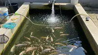 7 Cara Ternak Ikan Mujair di Kolam Semen Kecil, Raih Panen Melimpah di Lahan Terbatas