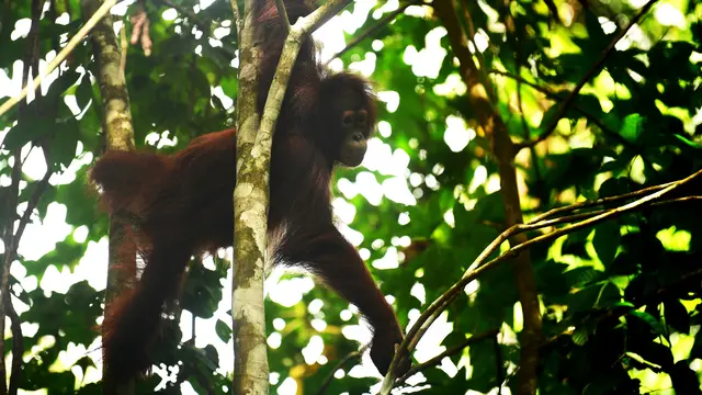 Orang Utan Bagus, Ebony, dan Roby Pulang ke Hutan Jelang HKAN 2026