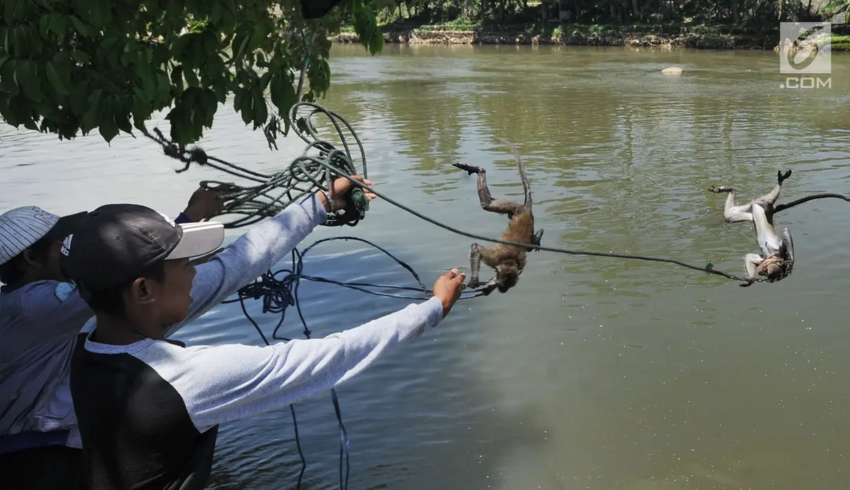 Pemilik melemparkan monyet miliknya ke Sungai Ciliwung untuk dimandikan di kawasan Bendungan Katulampa, Bogor, Kamis (29/3). Monyet-monyet asal Tanjung Priok, Jakarta ini dijadikan untuk pertunjukan sirkus tradisional. (Merdeka.com/Arie Basuki)